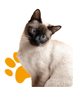 Ecosistema logístico estructurado - Zona Mascotas