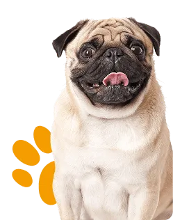 Formato comercial optimizado - Zona Mascotas